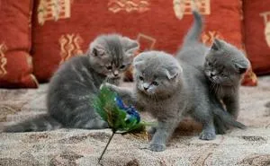 pisica Scottish Fold violet pisica Scottish Fold violet