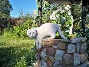 pisica Scottish Fold violet pisica Scottish Fold violet