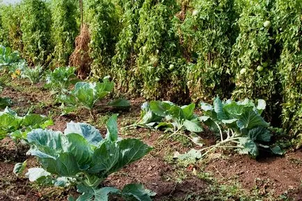 Acest lucru poate fi plantate cu roșii