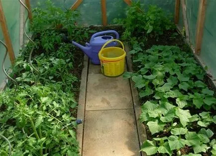 Acest lucru poate fi plantat cu roșii Acest lucru poate fi plantat cu roșii
