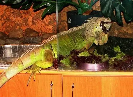 Că mânca Iguanele Că mânca Iguanele
