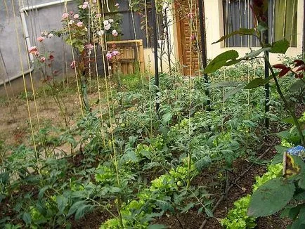 Acest lucru poate fi plantat cu roșii Acest lucru poate fi plantat cu roșii