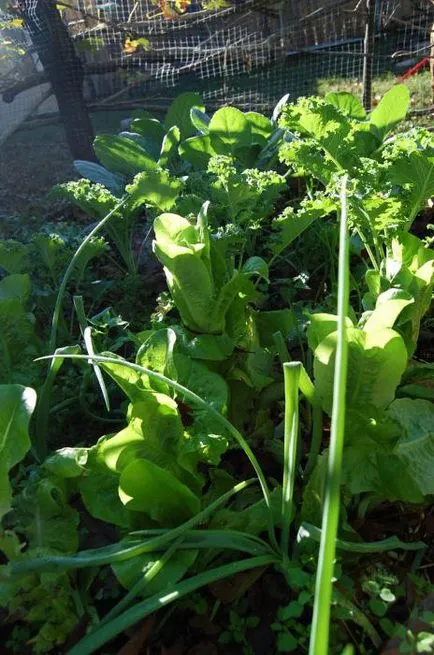 Acest lucru poate fi plantate cu roșii