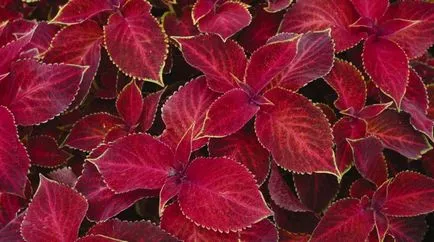 floare de grădină cu flori rosii
