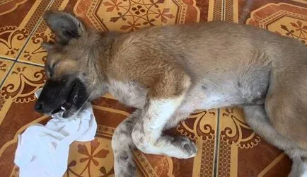 Cum de a vindeca un câine de la rapciuga