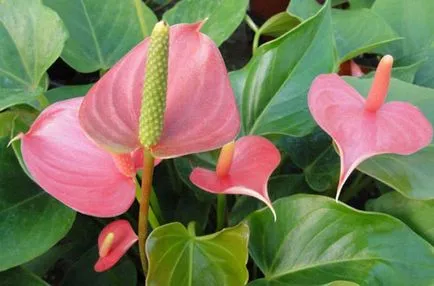 floare de grădină cu flori rosii