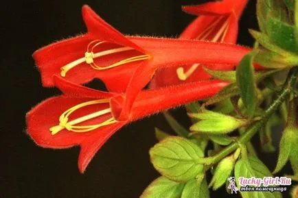 floare de grădină cu flori rosii