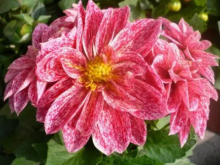 floare de grădină cu flori rosii
