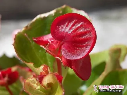 floare de grădină cu flori rosii