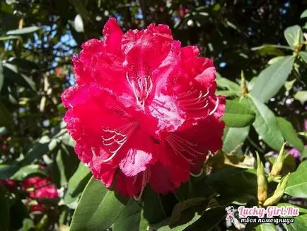 floare de grădină cu flori rosii