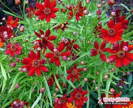 floare de grădină cu flori rosii
