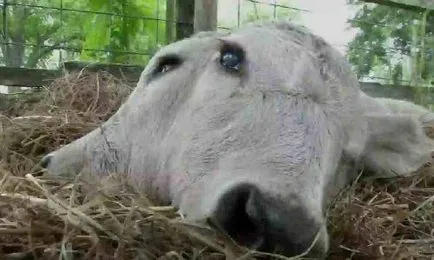 O pisica cu două capete