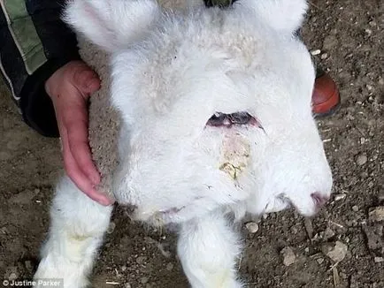 O pisica cu două capete