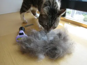 Furminators pentru pisici comentarii