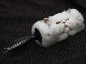 Furminators pentru pisici comentarii