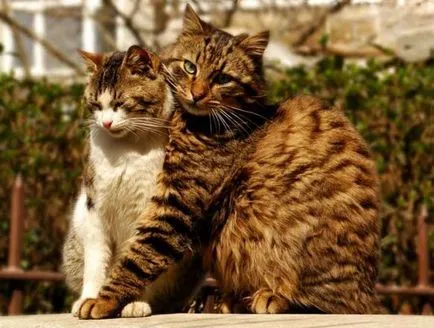 Fotografii despre pisici dragoste Fotografii despre pisici dragoste