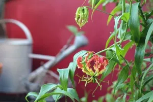 de îngrijire la domiciliu Gloriosa de îngrijire la domiciliu Gloriosa