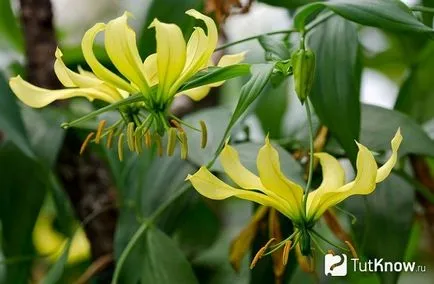 de îngrijire la domiciliu Gloriosa de îngrijire la domiciliu Gloriosa