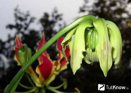 de îngrijire la domiciliu Gloriosa de îngrijire la domiciliu Gloriosa