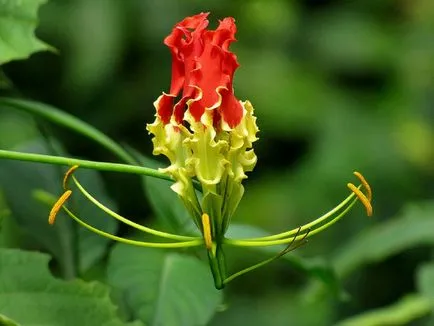 de îngrijire la domiciliu Gloriosa de îngrijire la domiciliu Gloriosa