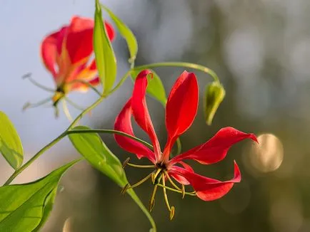 de îngrijire la domiciliu Gloriosa de îngrijire la domiciliu Gloriosa