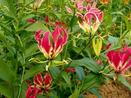 de îngrijire la domiciliu Gloriosa de îngrijire la domiciliu Gloriosa