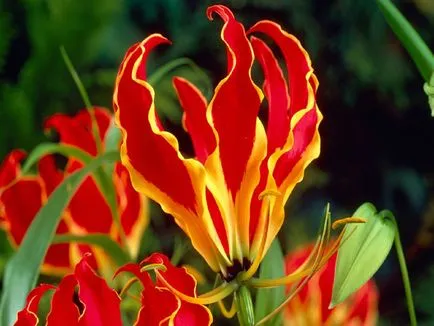 de îngrijire la domiciliu Gloriosa de îngrijire la domiciliu Gloriosa