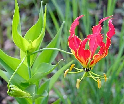 de îngrijire la domiciliu Gloriosa de îngrijire la domiciliu Gloriosa