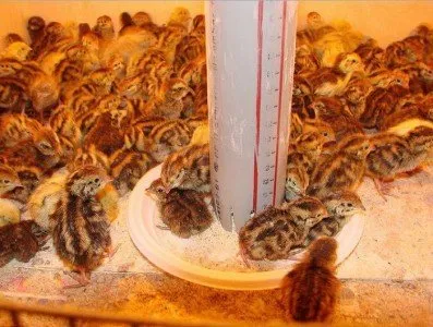pui curcani pui curcani