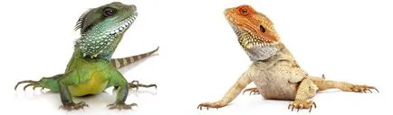 Că mânca Iguanele