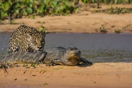Jaguar ce este