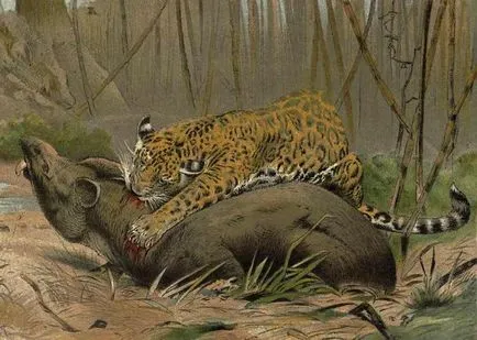 Jaguar ce este