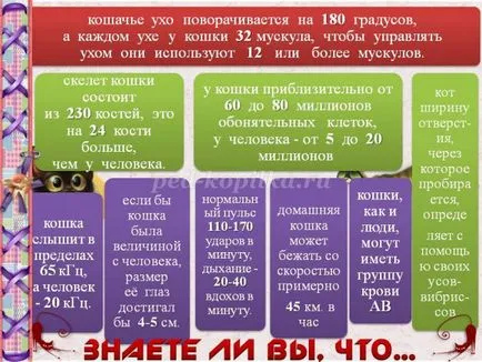Reviste cu pisici Reviste cu pisici