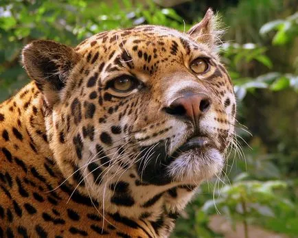 Jaguar ce este