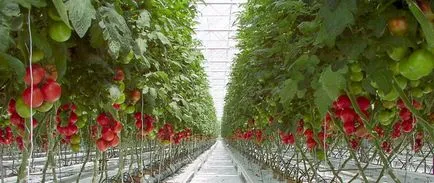 Varietatea de tomate pentru seră Varietatea de tomate pentru seră
