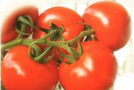 Varietatea de tomate pentru seră Varietatea de tomate pentru seră