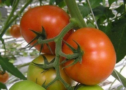 Varietatea de tomate pentru seră Varietatea de tomate pentru seră