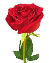 Cum de a desena un buchet de flori, fără