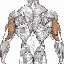 Musculare cum să-l construiască