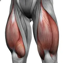 Musculare cum să-l construiască