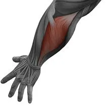 Musculare cum să-l construiască