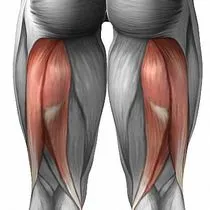 Musculare cum să-l construiască
