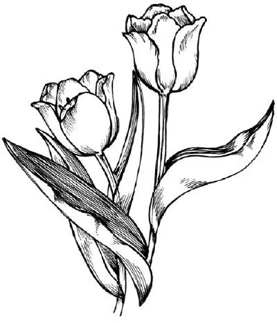 Cum de a desena un buchet de flori, fără