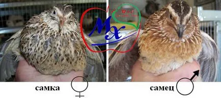 Cum să se facă distincția prepeliță