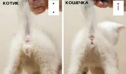Cum se distinge sexul pisoi