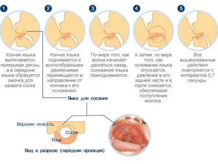 Cum de a pune nou-născut