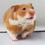 Ca hamsteri da nastere Ca hamsteri da nastere