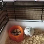 Ca hamsteri da nastere Ca hamsteri da nastere
