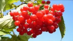Cum să luați Viburnum