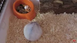 Ca hamsteri da nastere Ca hamsteri da nastere